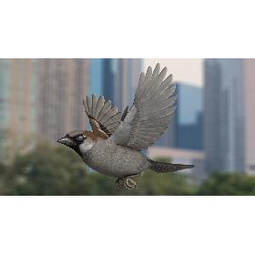 3D House Sparrow Rigged